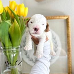 BUZZ - Caramel ice male Australian Labradoodle puppy in Palmdale, California from Heavenly Doodles