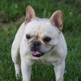 French Bulldogs from Hillbuckle's French Bulldogs