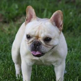 French Bulldogs from Hillbuckle's French Bulldogs