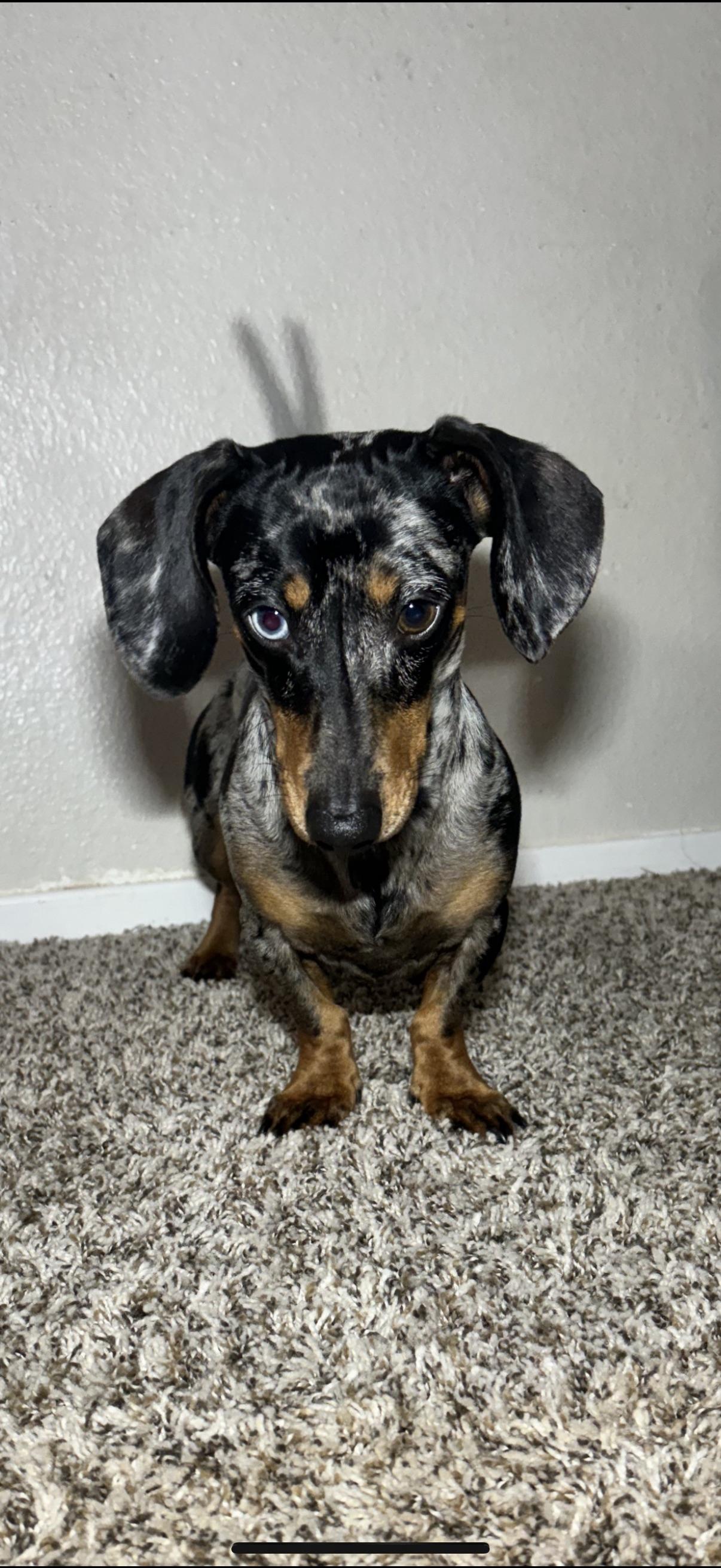 Loki