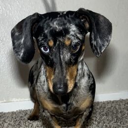 Loki - Dachshund
