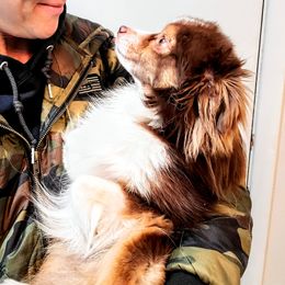 Miniature Australian Shepherd and Toy Australian Shepherd All Grown Up from Panhandle Australian Shepherds