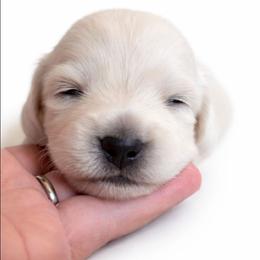 Pancake (Green) Limited AKC (Individual pics coming at 3 weeks) - Cream male Dachshund puppy in Nashville, Tennessee from Farmhouse Sausages - Located in TN delivers all over US