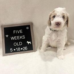 Bruce - White male Bernedoodle puppy in Sparrows Point, Maryland from Rosie’s Puppies