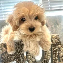 Will - Cream male Poodle puppy in Hephzibah ( Richmond County ), Georgia from Healing Pawz LLC