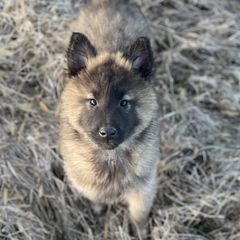 Belgian Tervuren puppies from Century Hills Farm