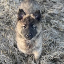 Belgian Tervuren puppies from Century Hills Farm