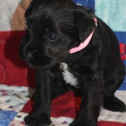 Miniature Schnauzer Puppies from Tandy Phillips's Miniature Schnauzers