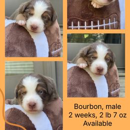 Bourbon - Red tri-color male Australian Shepherd puppy in Marshall, Virginia from Greywood Farm Aussies