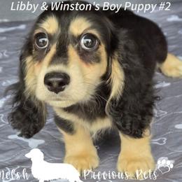 Puppy 2 - Black and cream male Dachshund puppy in Anamosa, Iowa from Melsh Precious Pets