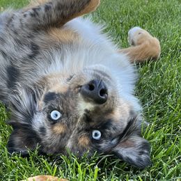 Aussiedoodles and Miniature Australian Shepherds from Braxton’s Buddies