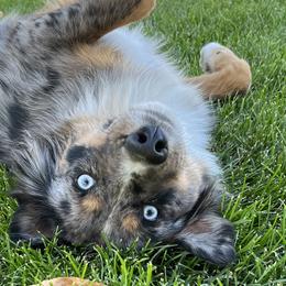 Aussiedoodles and Miniature Australian Shepherds from Braxton’s Buddies