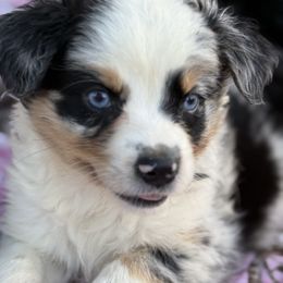 Bam-bam - Blue merle male Australian Shepherd puppy in Quaker City, Ohio from Wagon Wheel Aussies and Corgi’s