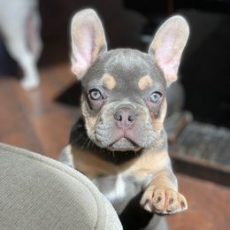 French Bulldog Puppies from Woodlands Frenchies