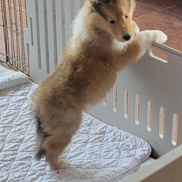 Collie Puppies from Riverrun Collies