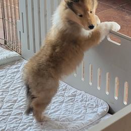 Collie Puppies from Riverrun Collies