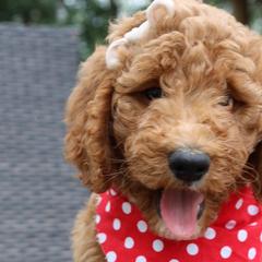 White Collar - Double Doodle puppy in Palmview, Texas from Love Me Pooch