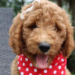 White Collar - Double Doodle puppy in Palmview, Texas from Love Me Pooch
