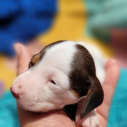 Dachshund Puppies from One Love Doxies