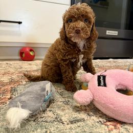 Millie - Red female Cockapoo puppy in Beresford, South Dakota from DAKOTA DOOD RANCH