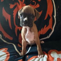 Janet - Fawn female Boxer puppy in Coal Valley, Illinois from Charron Boxers
