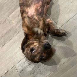 Sadie - Brindle female Dachshund puppy in East Dover, Vermont from Audet’s Mini Dachshunds