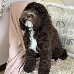 Kiss - Australian Labradoodle