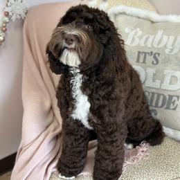 Kiss - Australian Labradoodle