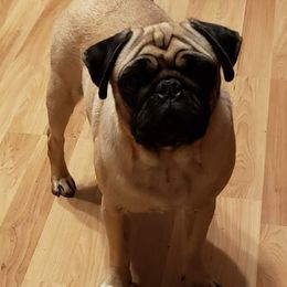 French Bulldogs and Pugs from Janice's French Bulldogs & Pugs