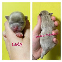 Lady - Chocolate blue female Chihuahua puppy in Charlevoix, Michigan from Steadfast Chihuahua’s
