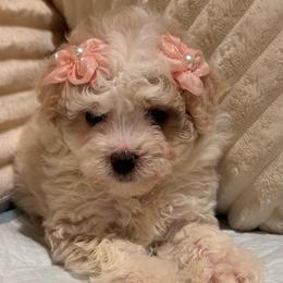 Ruby - Cream female Maltipoo puppy in Bakersfield, California from Silvia's Maltipoos
