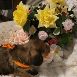 Dachshund Puppies from CLARK'S BREEDING PROGRAM
