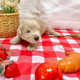 Coral - Wheaten female Miniature Schnauzer puppy in Huntington, Utah from Schnauzers on Robinson Lane
