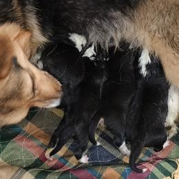 Montana - Pembroke Welsh Corgi