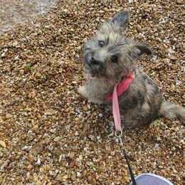 Cairn Terrier Puppies from Ferguson's Cairn Terriers