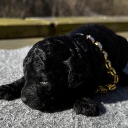 Baby 2 - Black female Poodle puppy in Rocky Top, Tennessee from WayMakers Papillons & Poodles