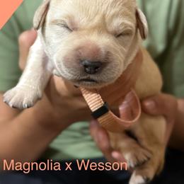 Light pink - Yellow female Labrador Retriever puppy in Wilson’s, Virginia from Cedar Hill Farm Labradors