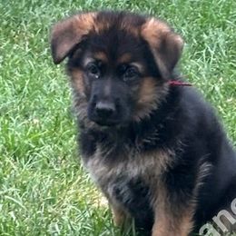 Koda (Boy 3) - Black and red German Shepherd puppy in Orem, Utah from Timpanogos Shepherds