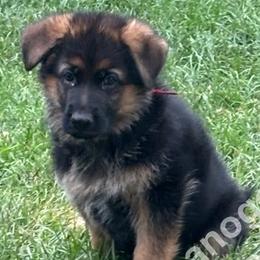 Koda (Boy 3) - Black and red German Shepherd puppy in Orem, Utah from Timpanogos Shepherds