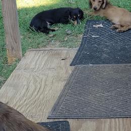 Dachshund Puppies from CLARK'S BREEDING PROGRAM