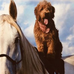 Guardi - Goldendoodle