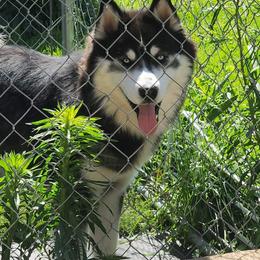 Siberian Husky All Grown Up from Boden Breeding