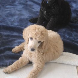 Poodle Puppies from Harmony Hill Standard Poodles