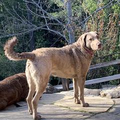 Chesapeake Bay Retriever All Grown Up from Wild Wood Chesapeakes