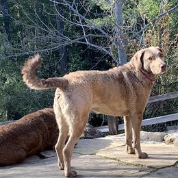 Chesapeake Bay Retriever All Grown Up from Wild Wood Chesapeakes