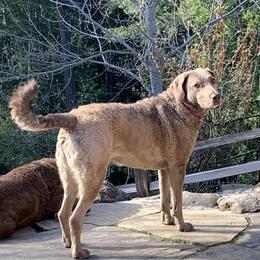 Chesapeake Bay Retriever All Grown Up from Wild Wood Chesapeakes