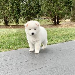 Pomsky Puppies from Blue Heaven Pomskies