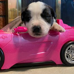 Saint Bernard Puppies from Nibbles Creek