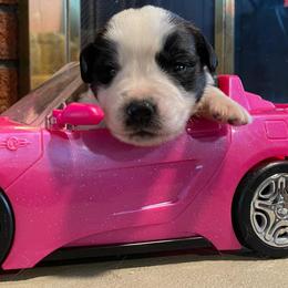 Saint Bernard Puppies from Nibbles Creek
