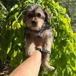Tara - Black and tan female Yorkipoo puppy in Henderson, North Carolina from Dorans Danes and Doodles